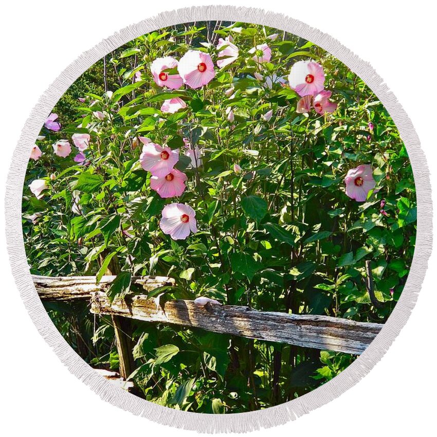 Hibiscus Round Beach Towel featuring the photograph Hibiscus Hedge by Randy Rosenberger