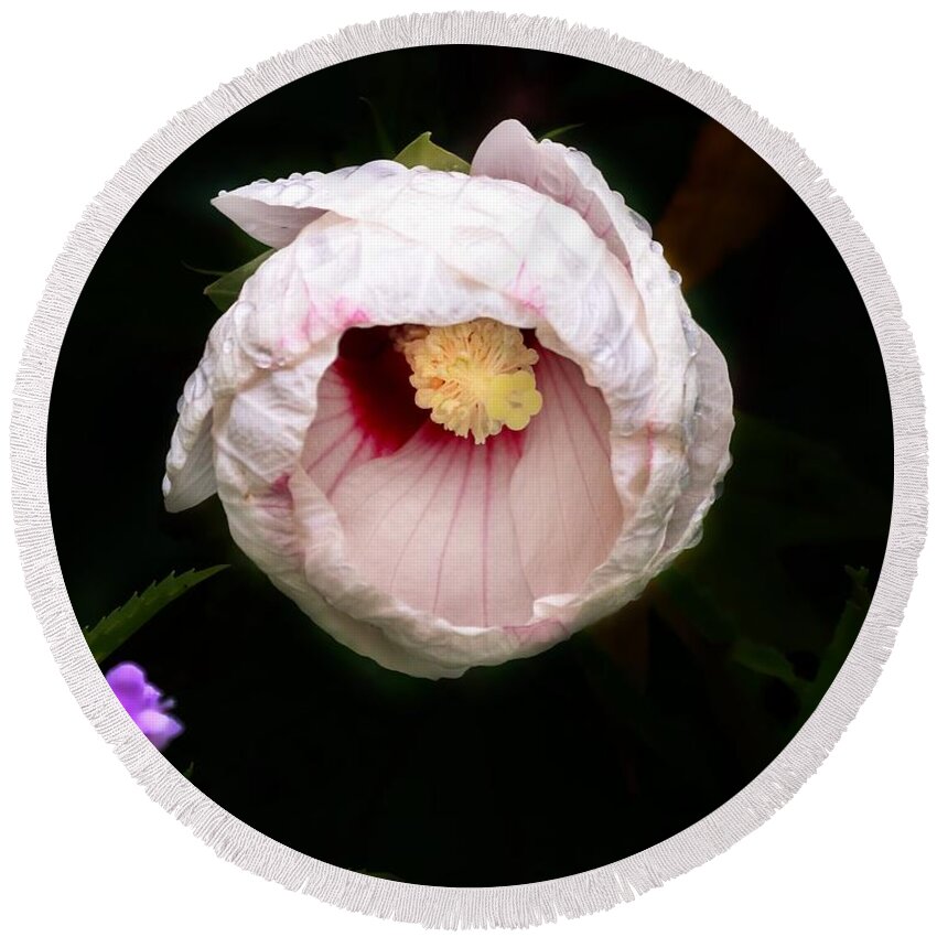 Hibiscus Round Beach Towel featuring the photograph Hibiscus in bloom by Jackson Pearson