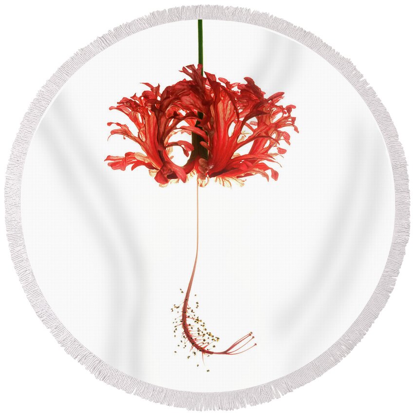Hibiscus Round Beach Towel featuring the photograph Hibiscus Schizopetalus on White by Christopher Johnson