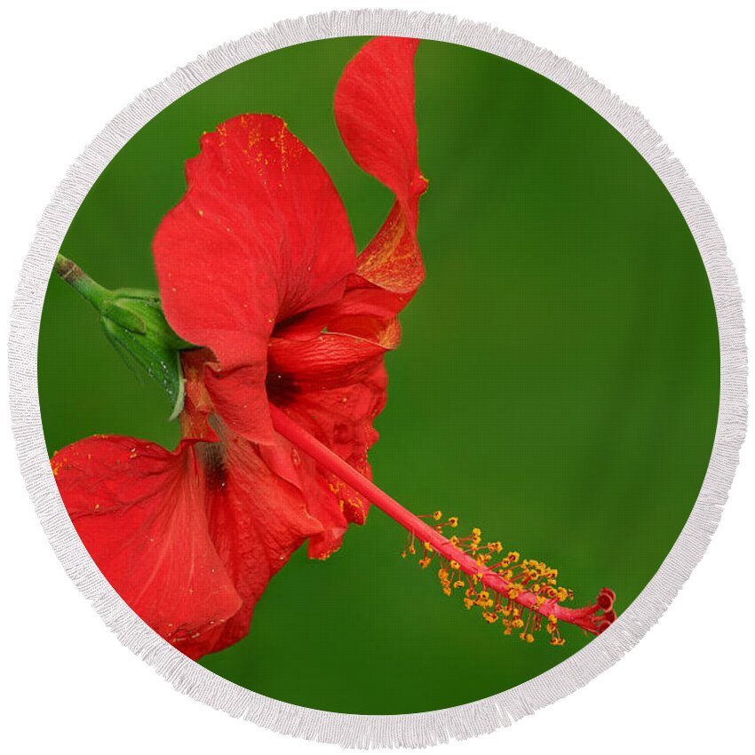 Hibiscus Round Beach Towel featuring the photograph Hibiscus by Yuri Peress