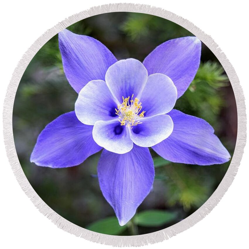Columbine Round Beach Towel featuring the photograph High Country Columbine by Michael Brungardt
