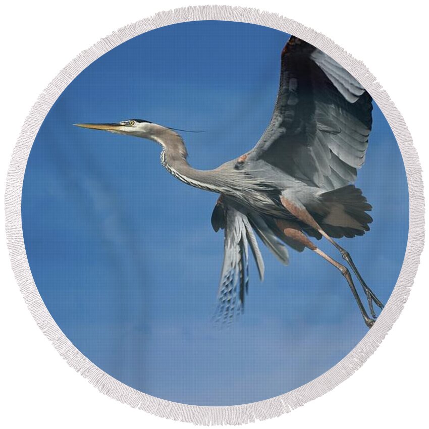 Great Blue Heron Round Beach Towel featuring the photograph Higher Places by Fraida Gutovich