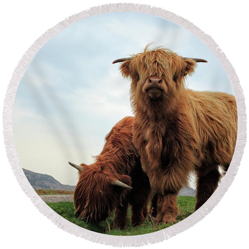 Highland Cows Round Beach Towel featuring the photograph Highland Cow Calves by Grant Glendinning