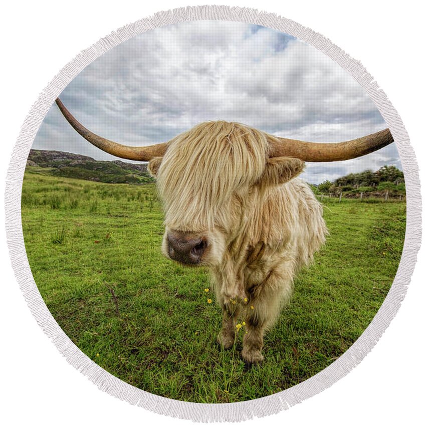 Cow Round Beach Towel featuring the photograph Highland Cow by Deborah Penland