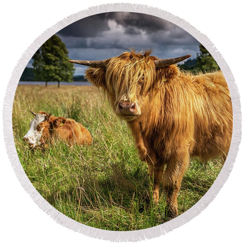 United Kingdom Round Beach Towel featuring the photograph Highland Cow by Framing Places