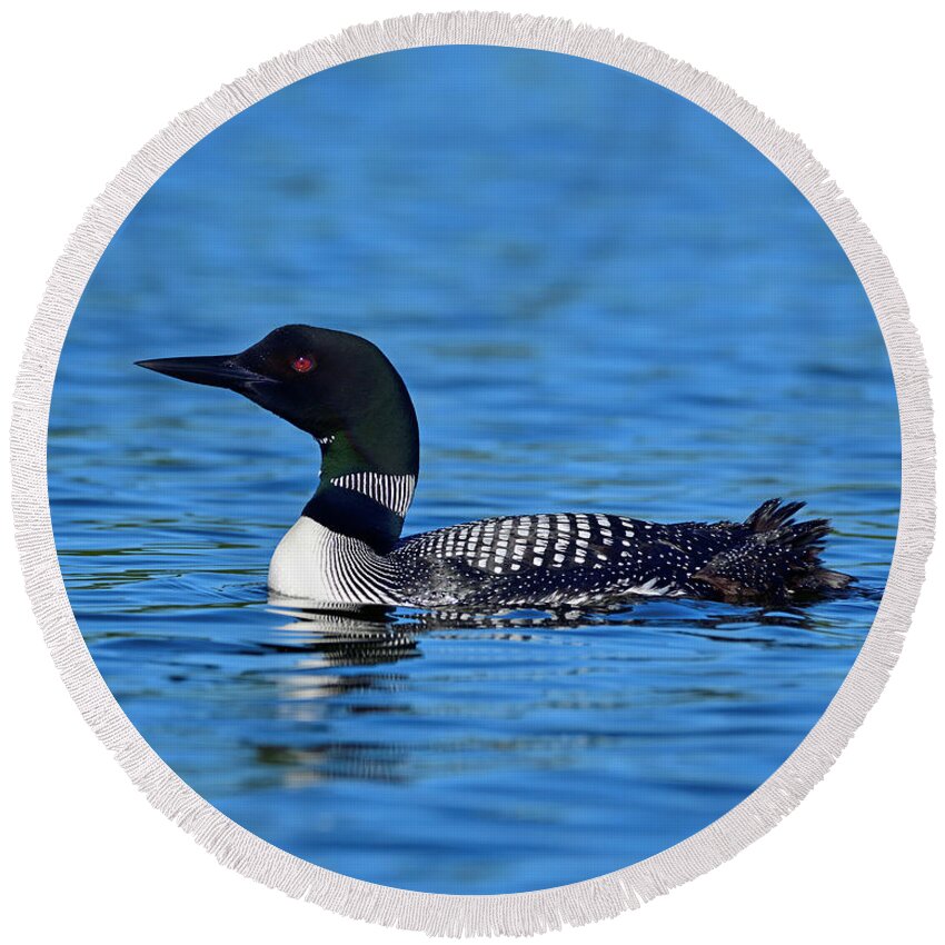 Common Loon Round Beach Towel featuring the photograph Home by Tony Beck