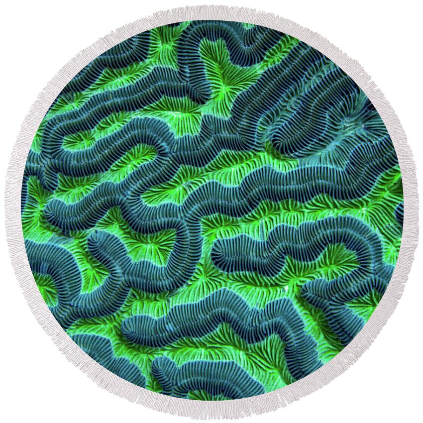 Green Brain Coral Round Beach Towel featuring the photograph Honduran Brain Coral by Doug Sturgess