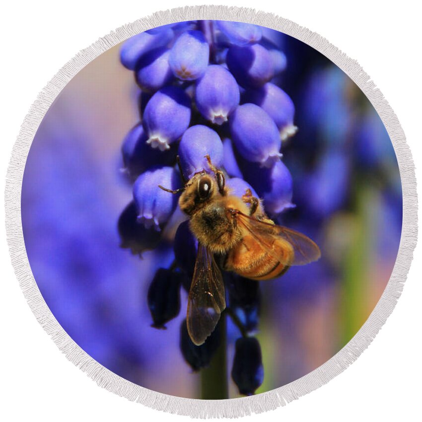 Honeybee Round Beach Towel featuring the photograph Honeybee in a Sea of Blue by Chris Berry