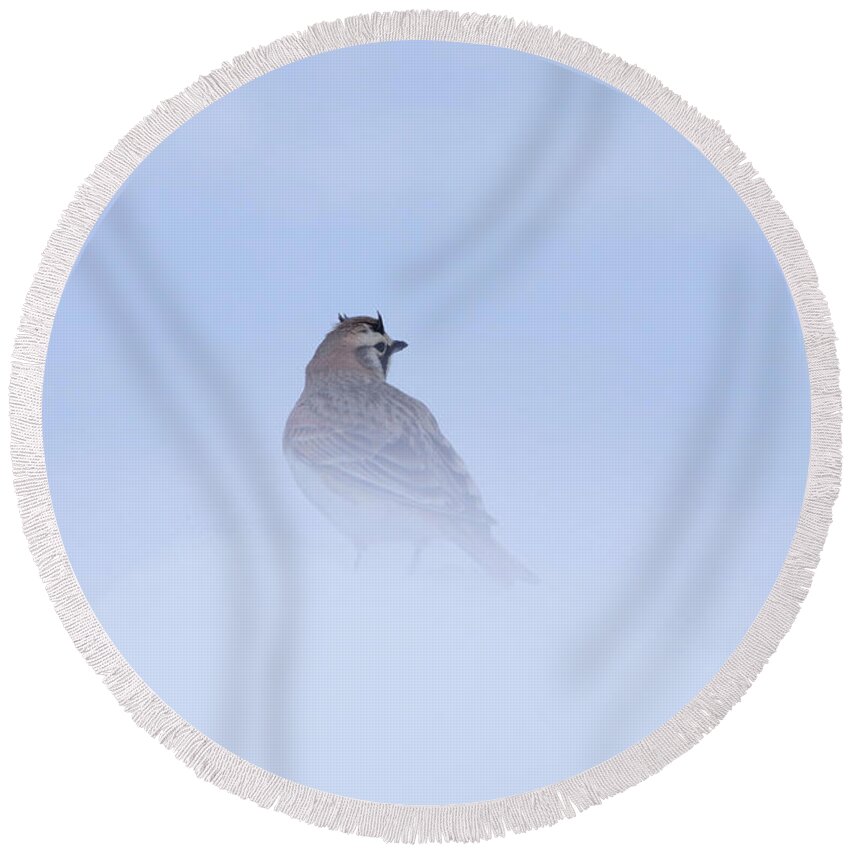 Horned Lark Round Beach Towel featuring the photograph Horned Lark by Alyce Taylor