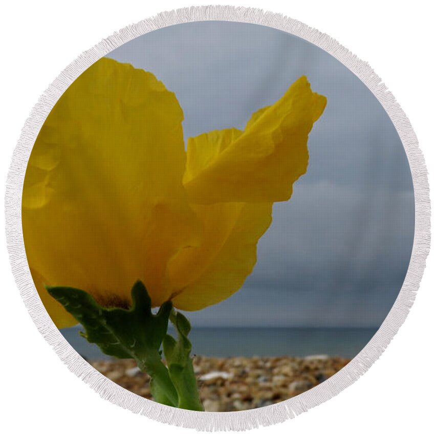 Horned Poppy Round Beach Towel featuring the photograph Horned Poppy By The Sea by John Topman
