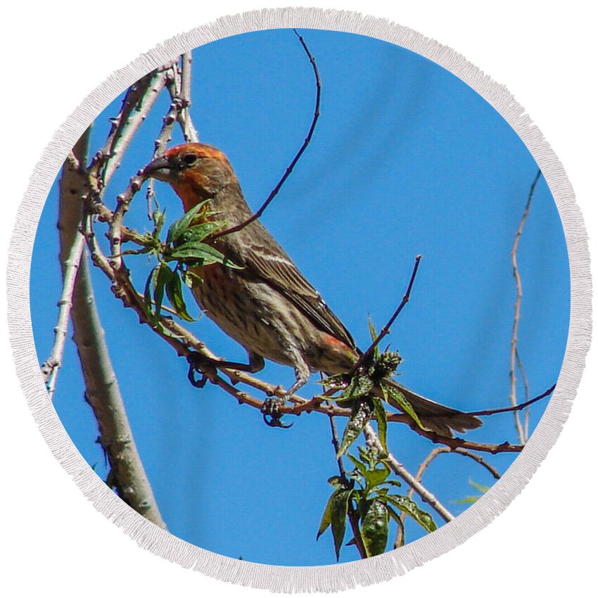 Bird Round Beach Towel featuring the photograph House Finch by Carl Moore