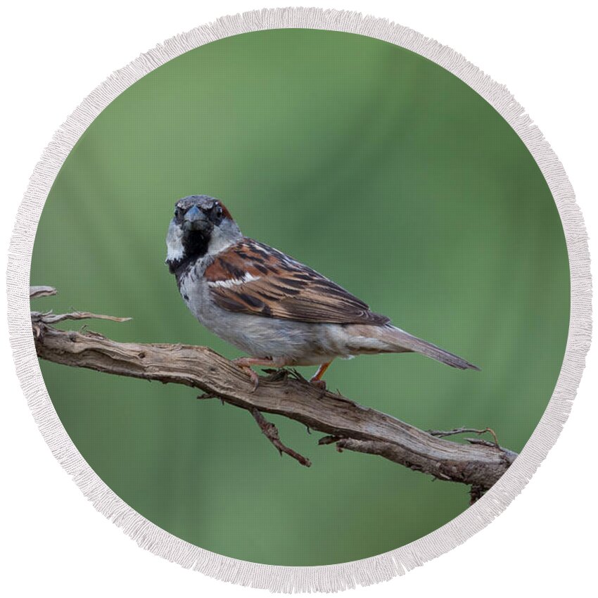 House Sparrow Round Beach Towel featuring the photograph House Sparrow by Holden The Moment