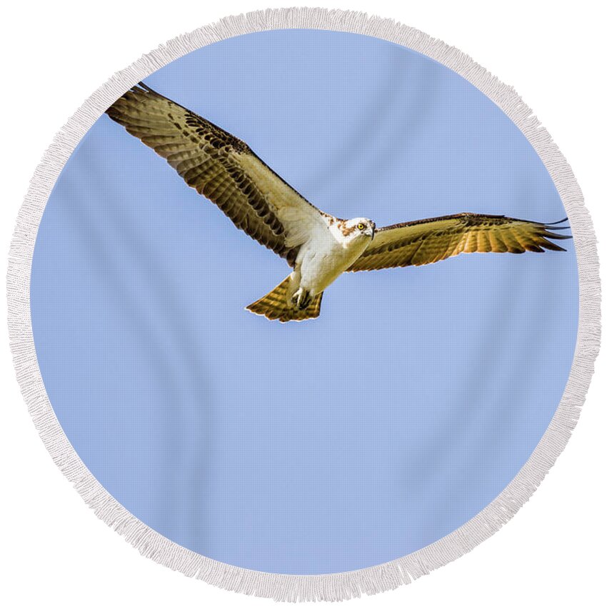 Raptor Round Beach Towel featuring the photograph Hovering Raptor by Fran Gallogly