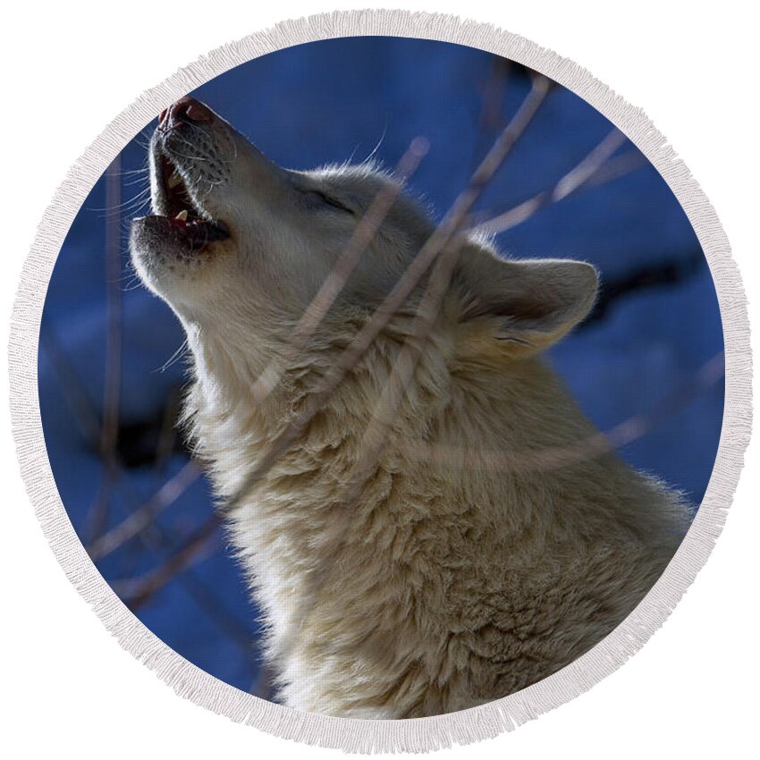 Wolf Round Beach Towel featuring the photograph Howl at dawn by Jeff Shumaker