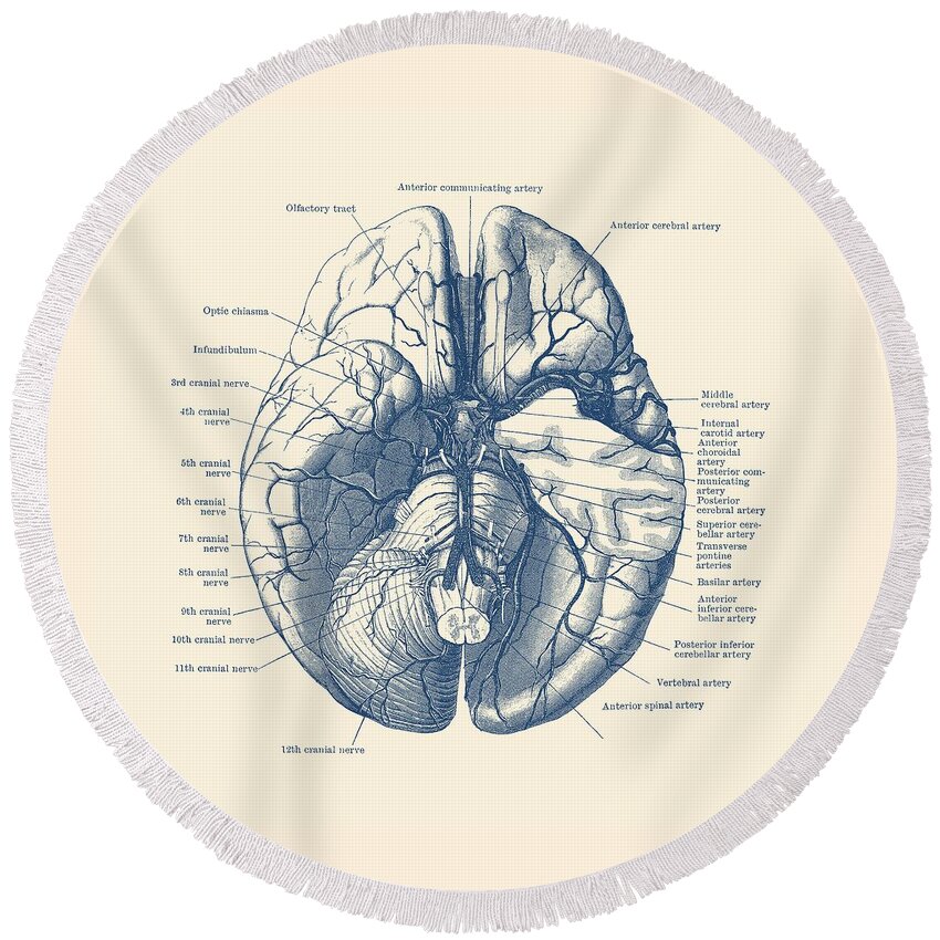Brain Round Beach Towel featuring the drawing Human Brain Diagram - Anatomy Poster by Vintage Anatomy Prints