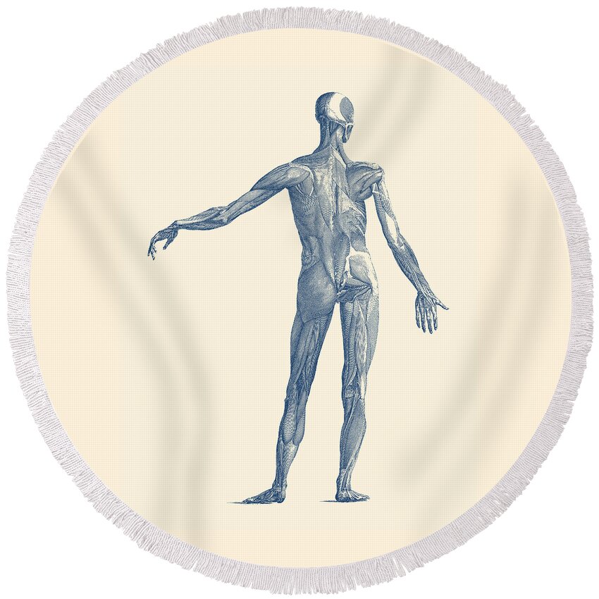Skeleton Round Beach Towel featuring the drawing Human Muscular System - Vintage Anatomy Poster by Vintage Anatomy Prints