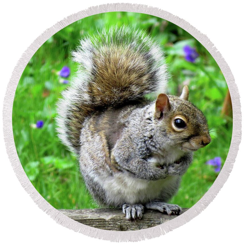 Eastern Grey Squirrels Round Beach Towel featuring the photograph Humble Squirrel by Linda Stern