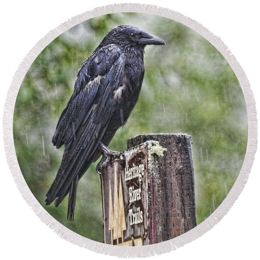 Crow Round Beach Towel featuring the photograph Humbled Crow by Vivian Martin
