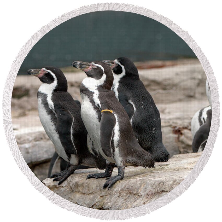 Bird Round Beach Towel featuring the photograph Humboldt Penguins by Stephen Melia
