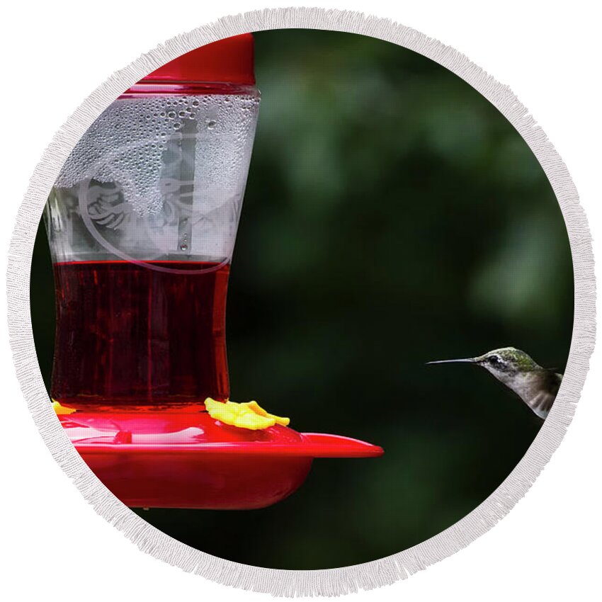 Wildlife Round Beach Towel featuring the photograph Hummer in flight-#003 by Thomas Whitehurst
