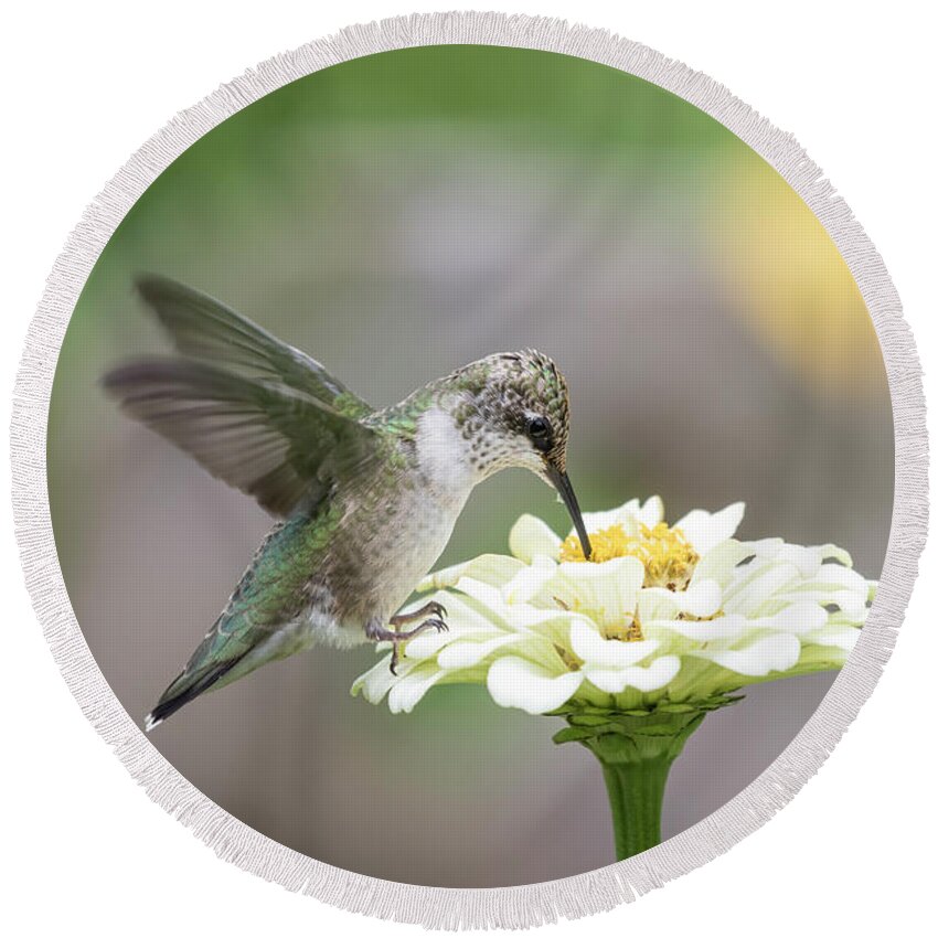 Ruby-throated Hummingbird Round Beach Towel featuring the photograph Hummingbird 2016-2 by Thomas Young