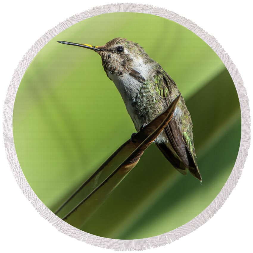 Hummingbird Round Beach Towel featuring the photograph Hummingbird 7484-101017-2cr by Tam Ryan