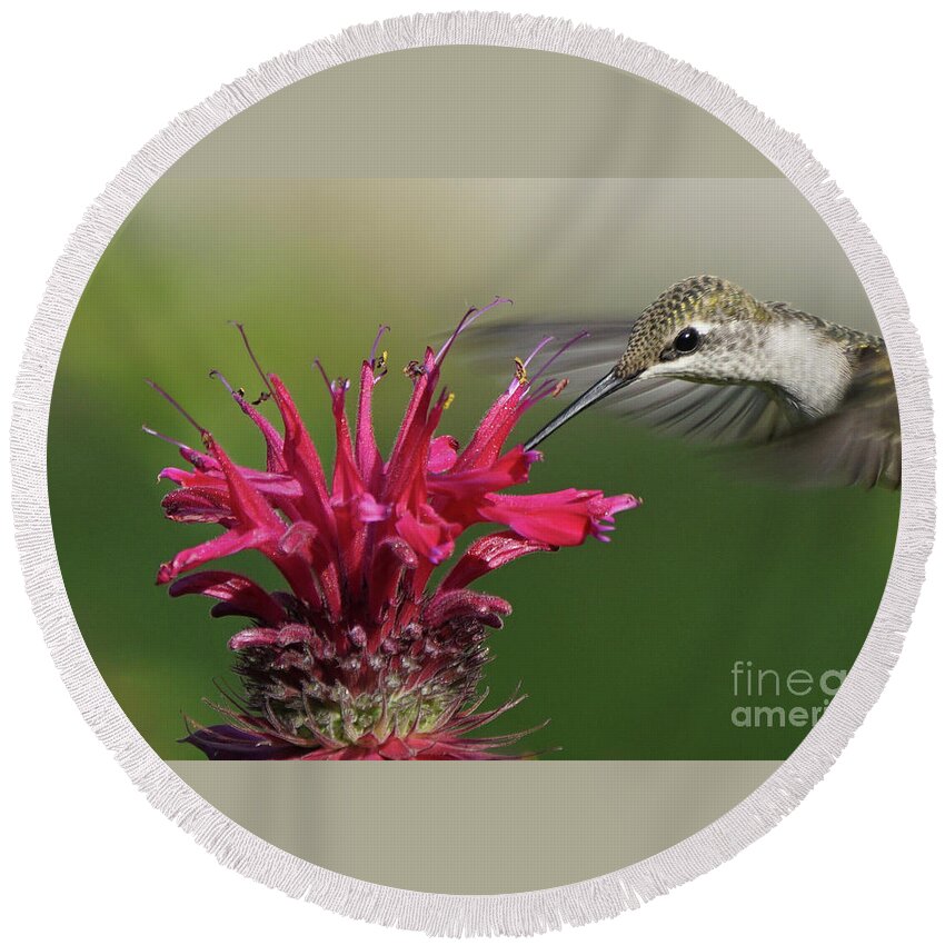 Hummingbird Round Beach Towel featuring the photograph Hummingbird and Bee Balm by Robert E Alter Reflections of Infinity