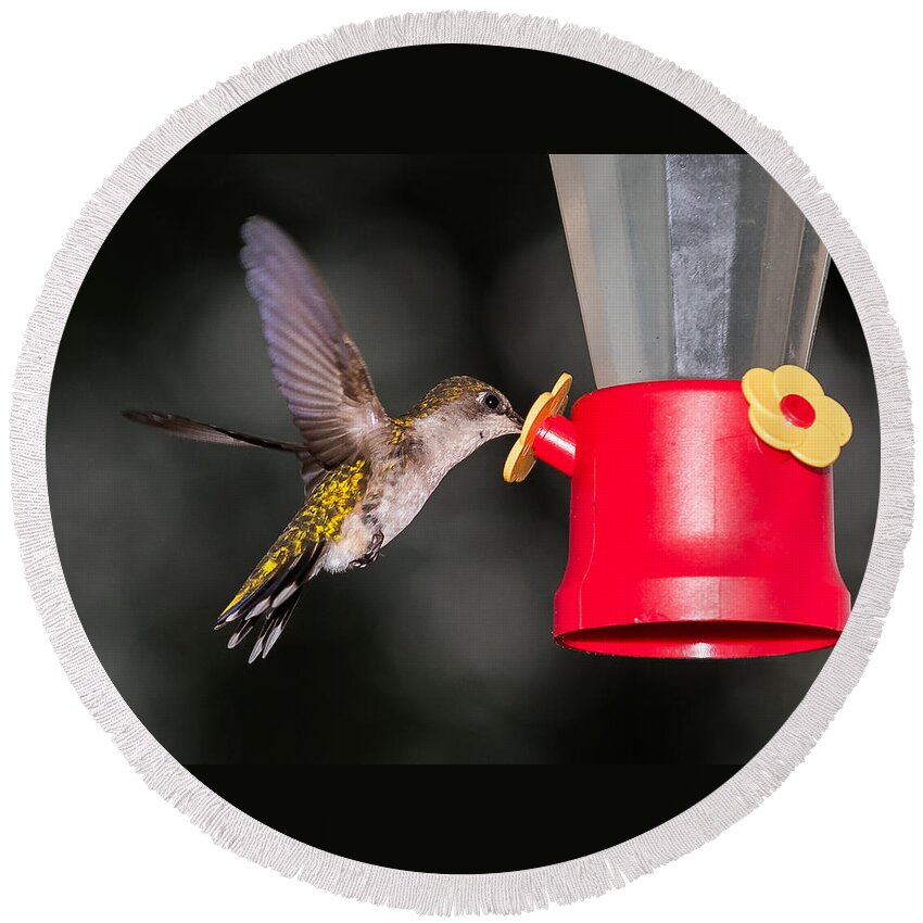 Hummingbird Round Beach Towel featuring the photograph Hummingbird Gets A Drink by Holden The Moment