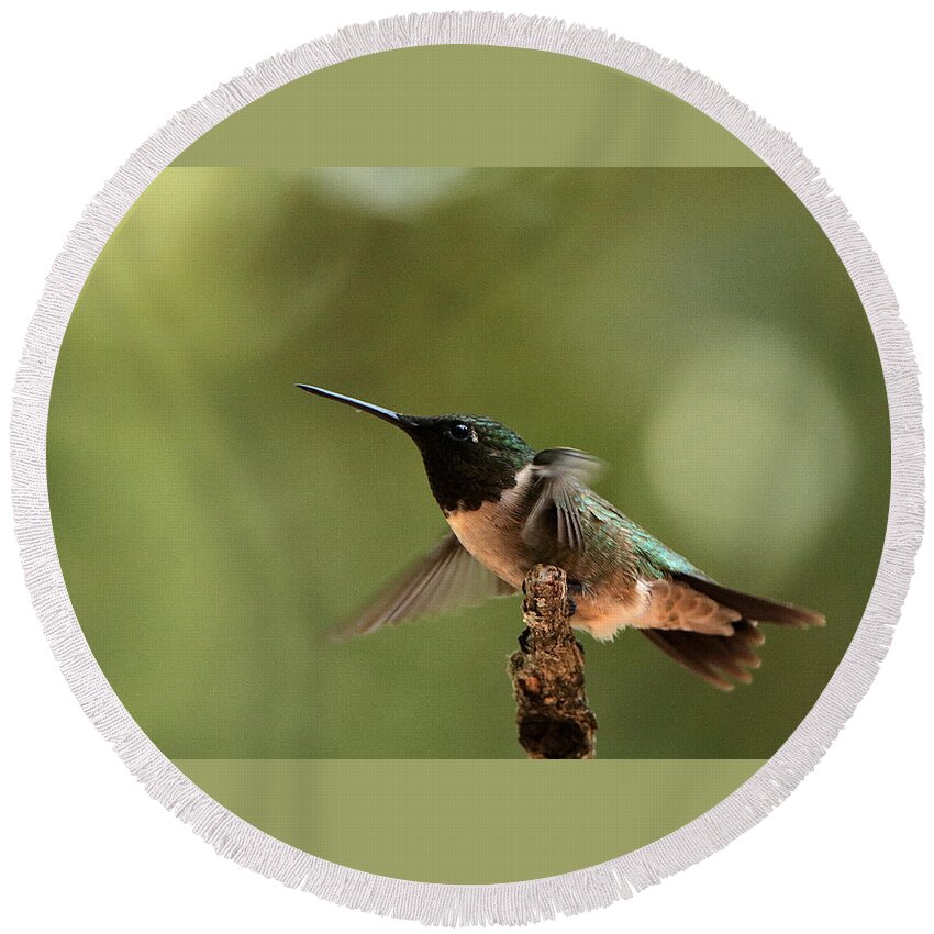 Nature Round Beach Towel featuring the photograph Hummingbird Take-Off by Sheila Brown