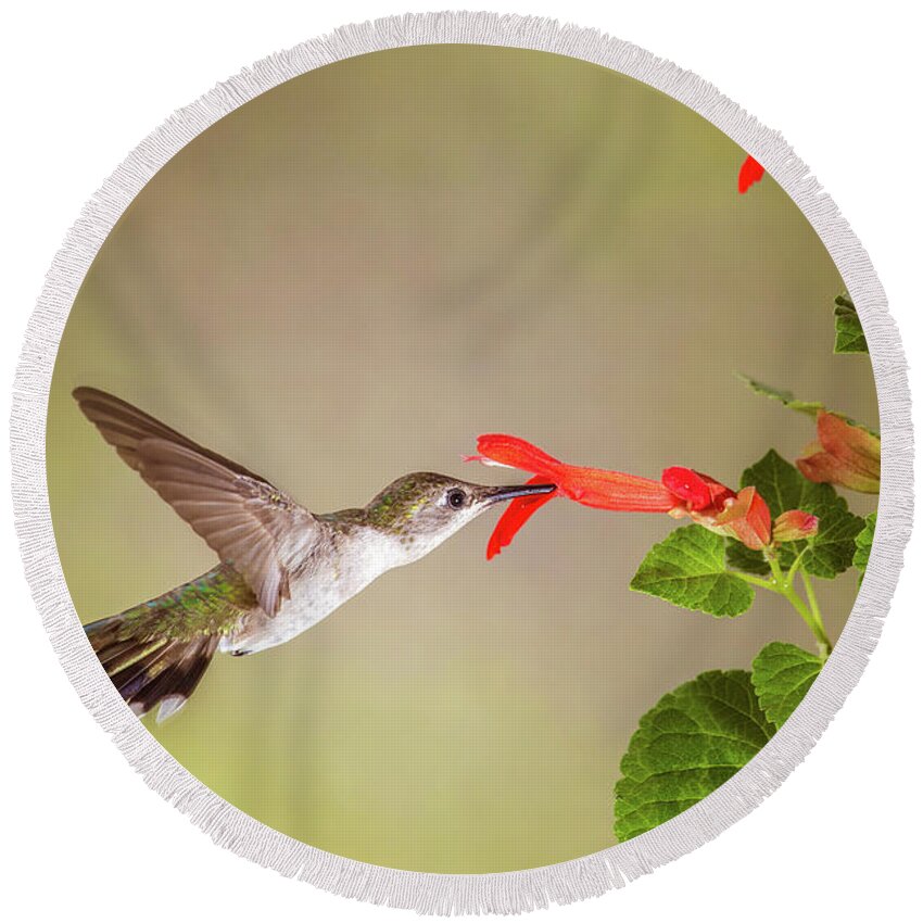 Bird Round Beach Towel featuring the photograph Hummingbird by Tom and Pat Cory