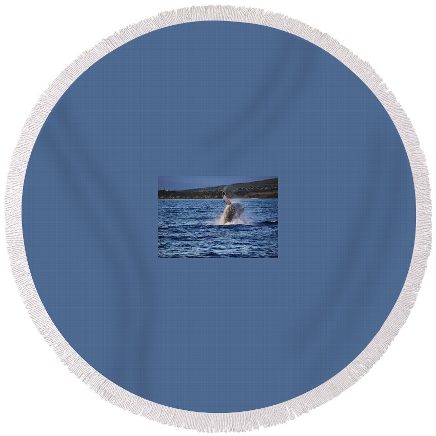 Humpback Whale Round Beach Towel featuring the photograph Humpback Calf by Carolyn Mickulas