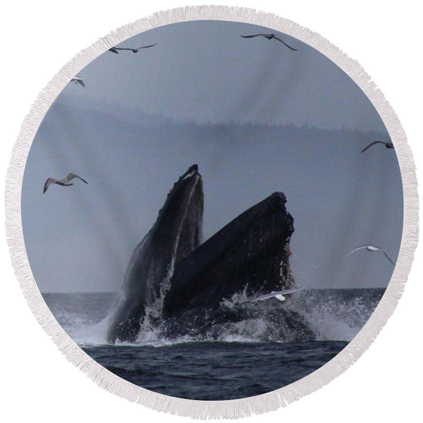 Water Round Beach Towel featuring the photograph Humpback by Lennie Malvone