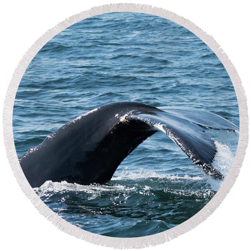 Whale Round Beach Towel featuring the photograph Humpback Whale of a Tail by Lorraine Cosgrove
