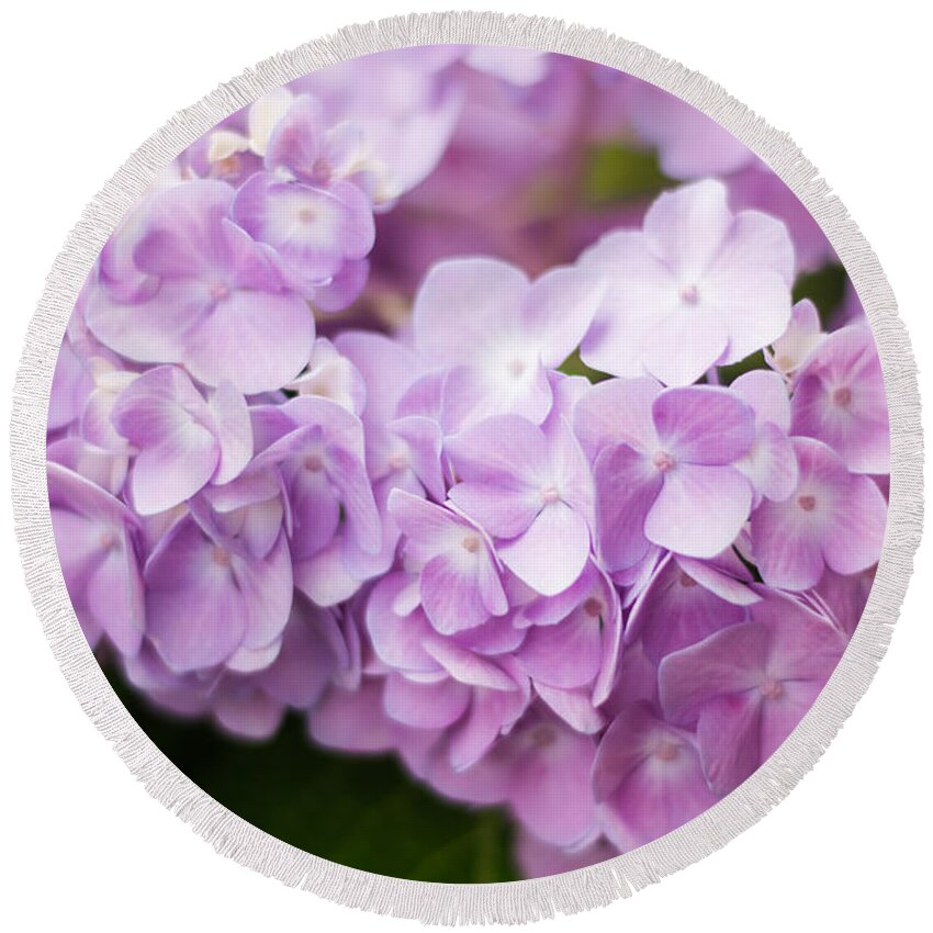 Hydrangea Round Beach Towel featuring the photograph Hydrangea in Purple by Parker Cunningham