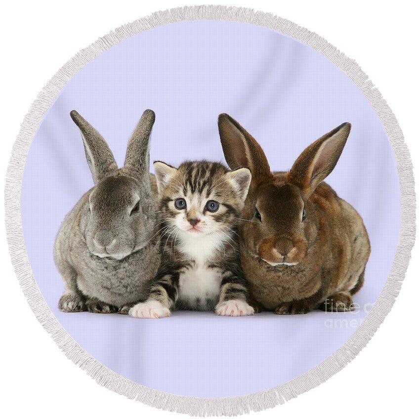 Tabby Round Beach Towel featuring the photograph I feel like a bunny sandwich by Warren Photographic