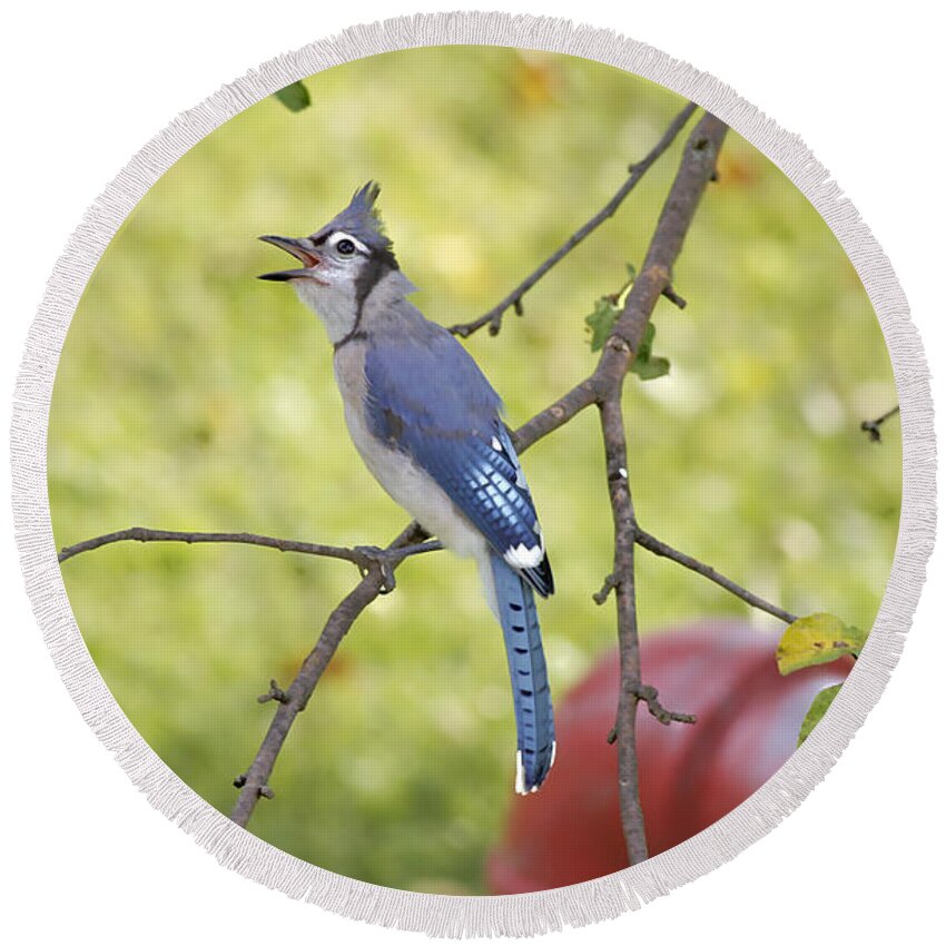 Bluejay Round Beach Towel featuring the photograph I Have Something To Say by Deborah Benoit