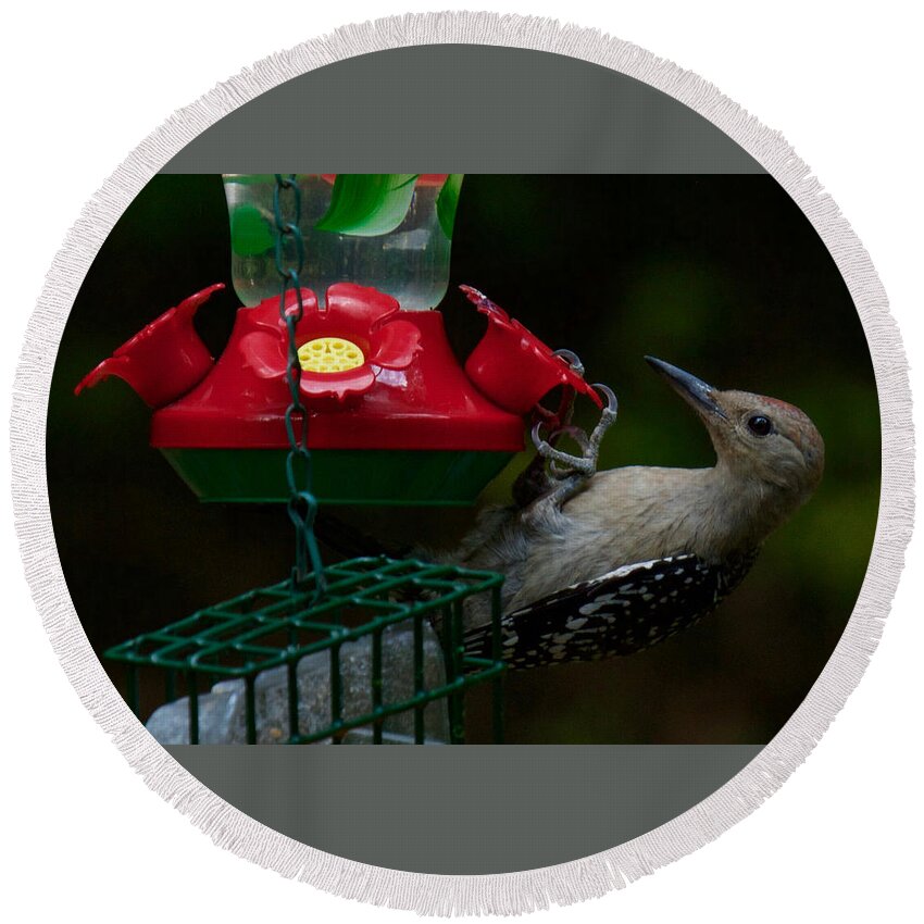 Red Round Beach Towel featuring the photograph I want to be a hummingbird by Robert L Jackson