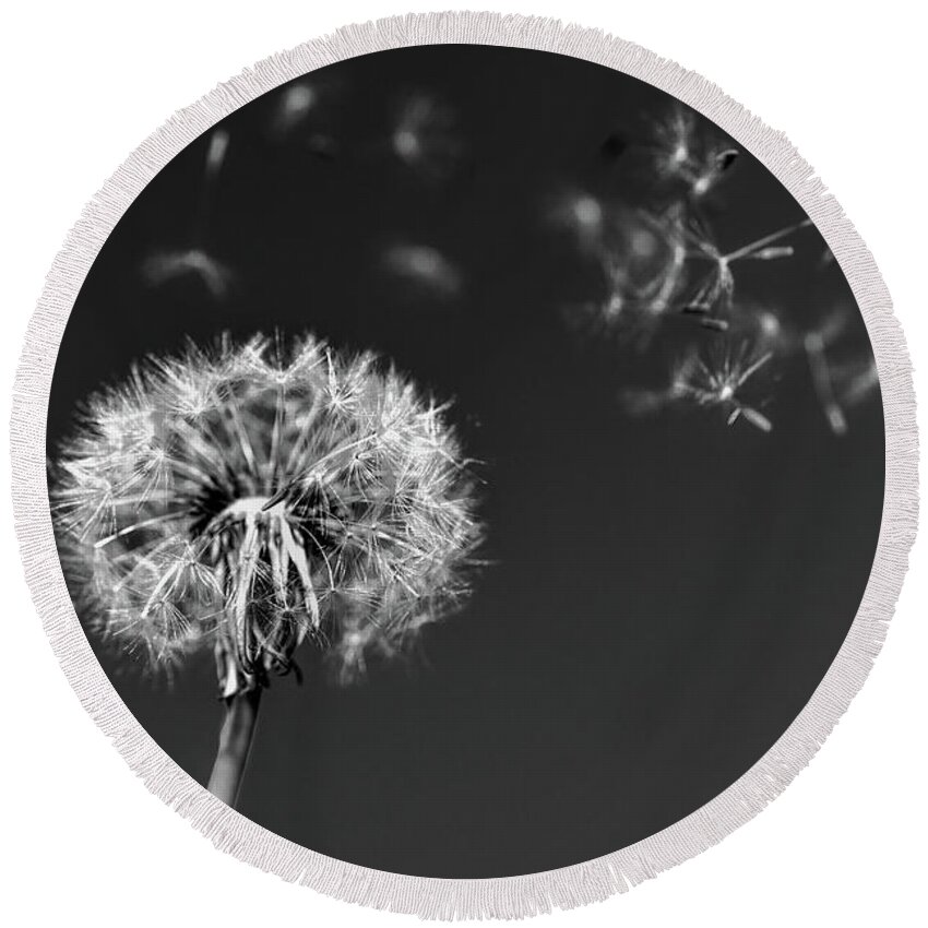 Dandelion Round Beach Towel featuring the photograph I Wish I May I Wish I Might Love You by Scott Campbell