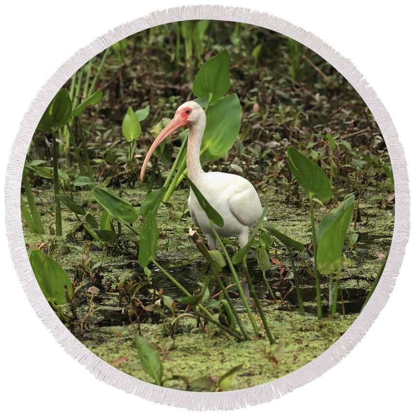 Ibis In Swamp Round Beach Towel featuring the photograph Ibis in the Swamp by Carol Groenen