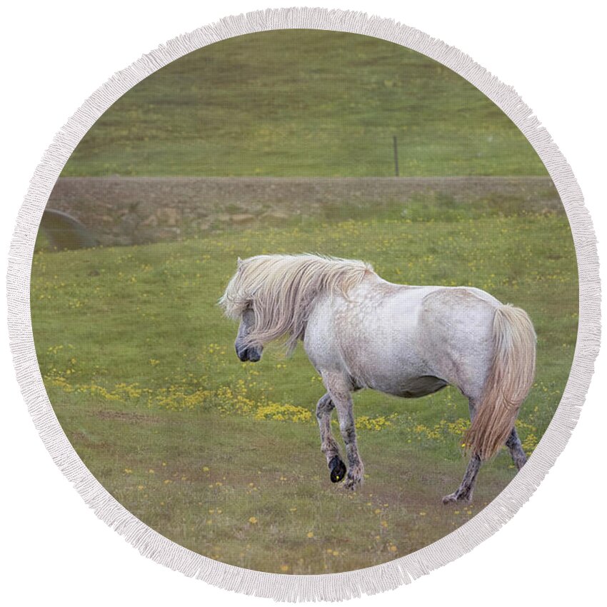 Iceland Round Beach Towel featuring the photograph Icelandic Horse by Tom Singleton