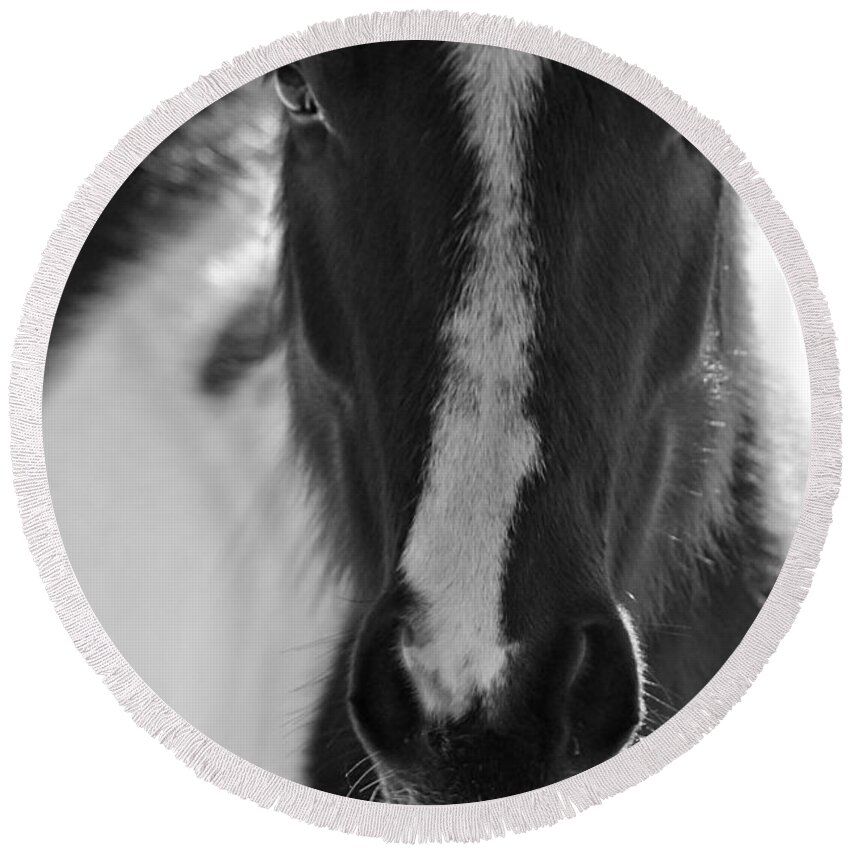 Horse Round Beach Towel featuring the photograph iContact by Evelina Kremsdorf