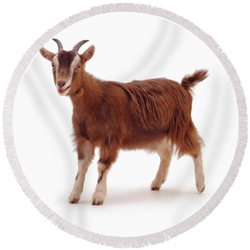 Goat Round Beach Towel featuring the photograph I'm acting the Goat by Warren Photographic