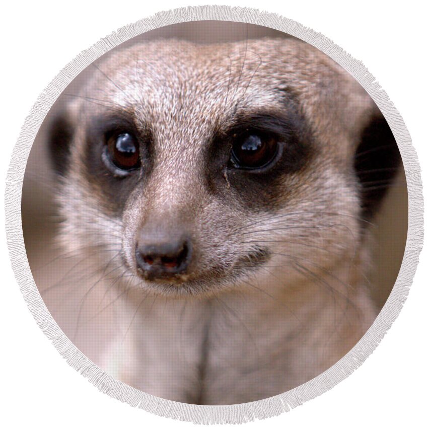 Animal. Meerkat Round Beach Towel featuring the photograph Im Watching You by Baggieoldboy