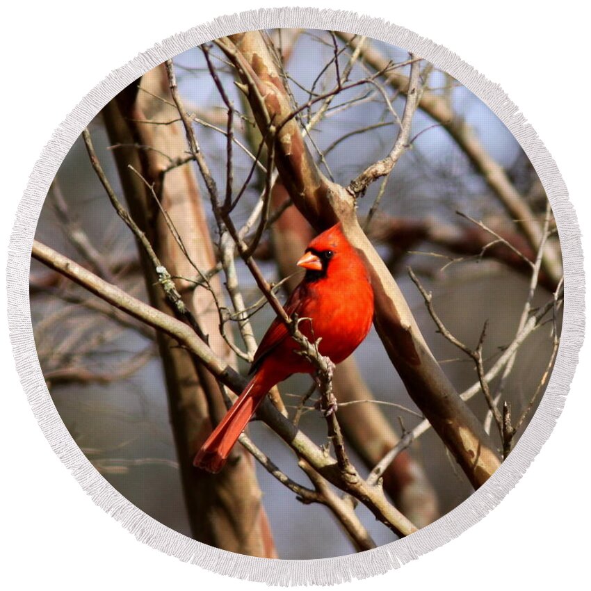 Northern Cardinal Round Beach Towel featuring the photograph IMG_1954-015 - Northern Cardinal by Travis Truelove