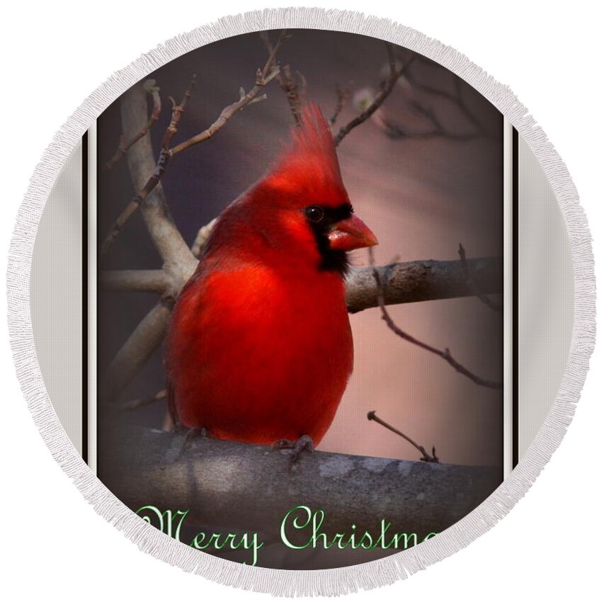 Northern Cardinal Round Beach Towel featuring the photograph IMG_3158-005 - Northern Cardinal Christmas Card by Travis Truelove