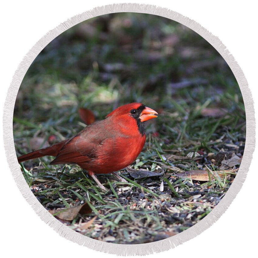 Northern Cardinal Round Beach Towel featuring the photograph IMG_4215-003 - Northern Cardinal by Travis Truelove