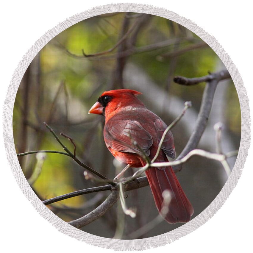 Northern Cardinal Round Beach Towel featuring the photograph IMG_8199 - Northern Cardinal by Travis Truelove