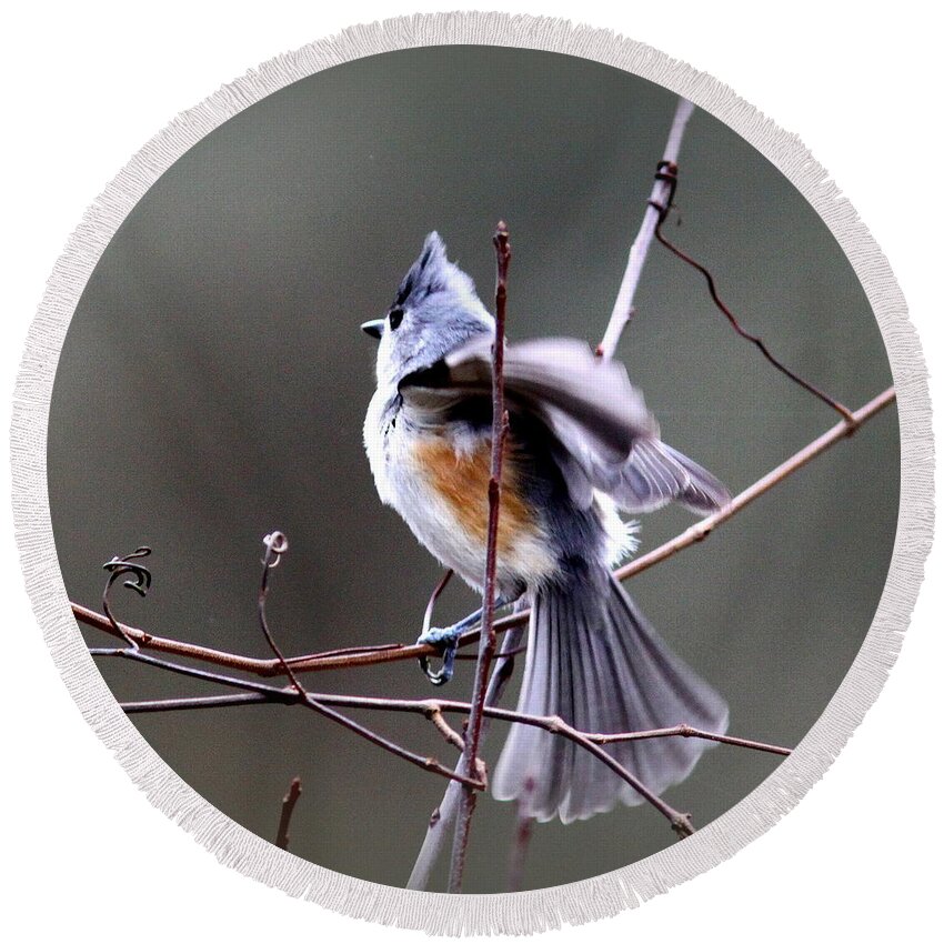 Tufted Titmouse Round Beach Towel featuring the photograph IMG_9404-002 - Tufted Titmouse by Travis Truelove