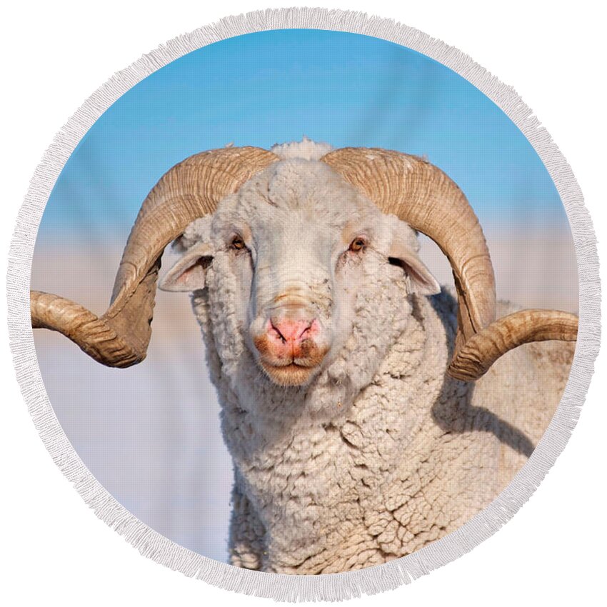 Ram Round Beach Towel featuring the photograph In Charge by Amanda Smith