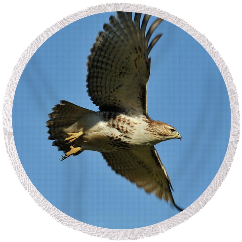 Hawk Round Beach Towel featuring the photograph In Flight by David Arment